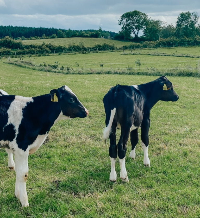Introducing <a href="/BroughgammonFrm/">Broughgammon</a> A #regenerative farm in N.Ir with #agroforestry and lots more! 🌱
You're free to just turn up over the #agroforestryopenweekend Friday - Sunday 11-4 More info on our website! 👀