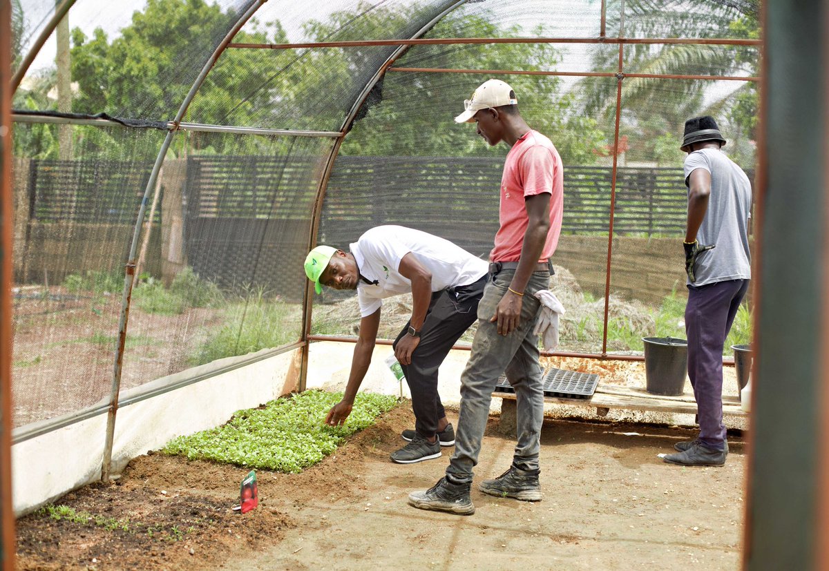 Building Food Resilience encompasses utilization of small lands available. #FoodSecurity is very important to our name and thanks to #NONTRAPFARMS for saving the country from hunger strike and providing #FoodNutrition.