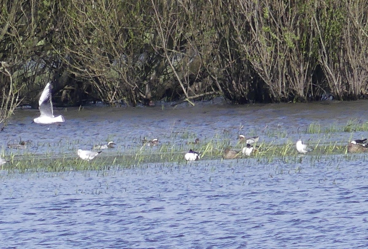 Massive crop but the three male Garganey at CHMeadows from the Grundon Hide , convivial company @colsworld69 @jeremysquire @lostintewkesbur #GlosBirds