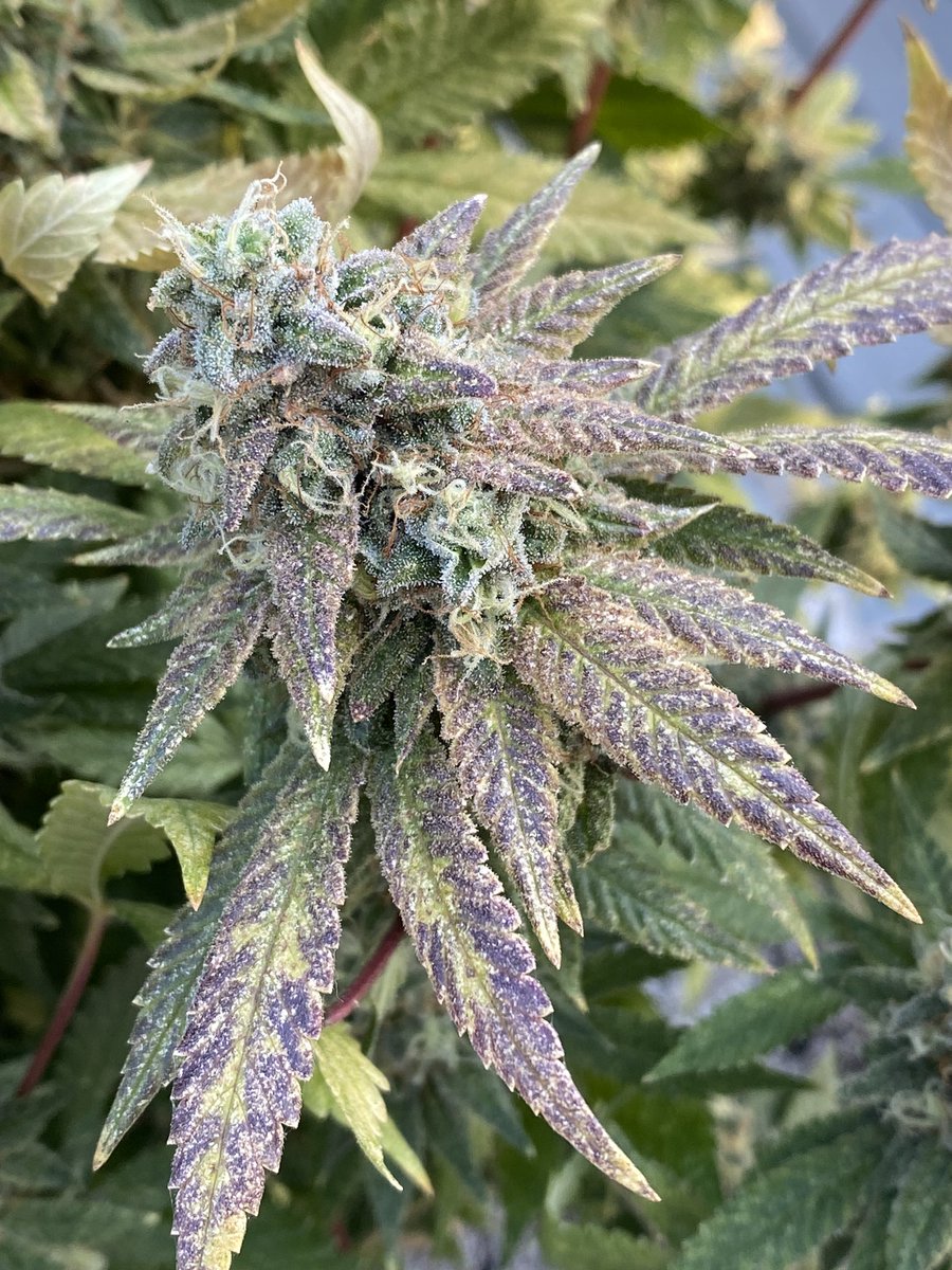 To more days and nights. Thursday evening is chop day 👊👽👍