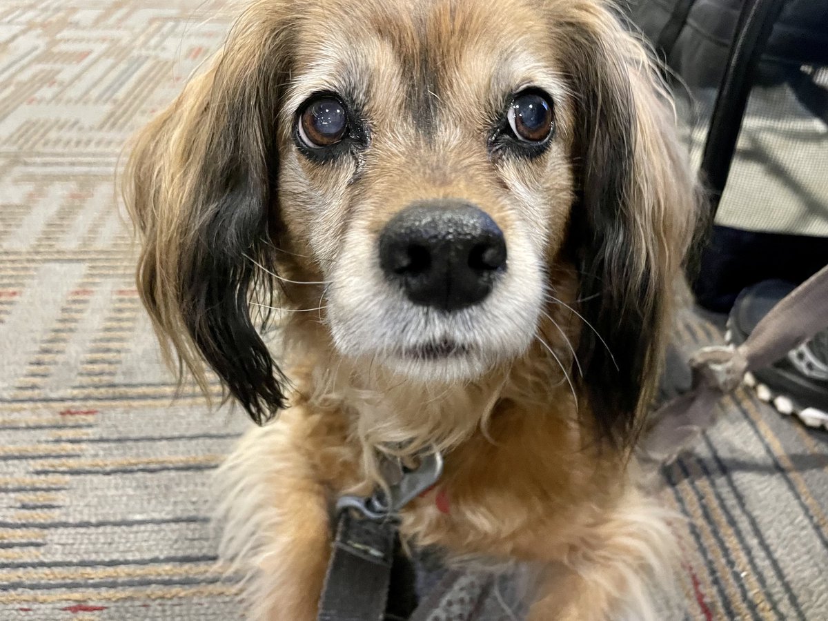 Carrie Johnson tweet media