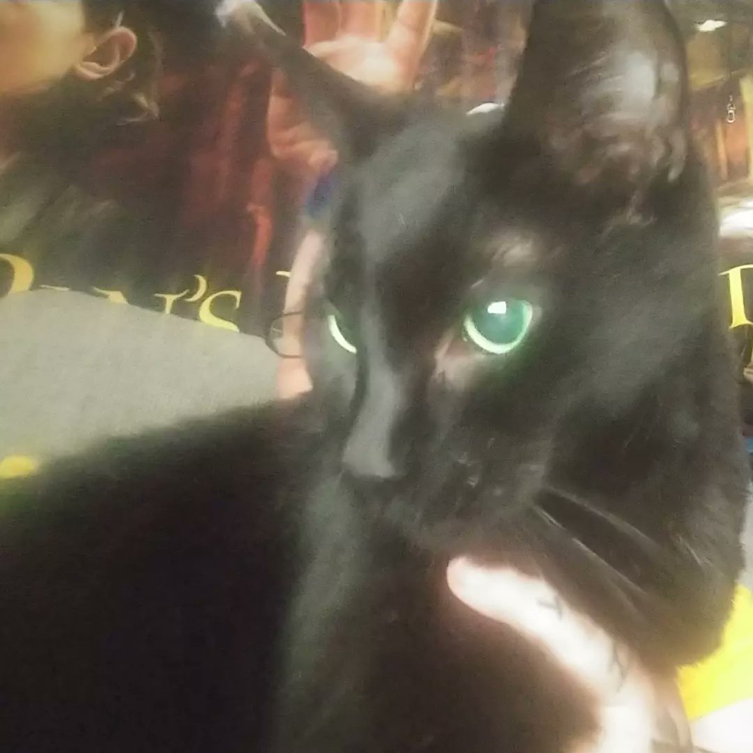 SenoraVaquera's tweet image. Binx. My Binxy Boy. Yesterday he went to the vet &amp;amp; while the prognoses wasn't ideal it was as good as we could've hoped for. He has feline diabetes so he gets 2 insulin shots a day. So far he hasn't flinched or made a peep. Love you Binxy Boy! You'z a good boy! #hocuspocus #binx