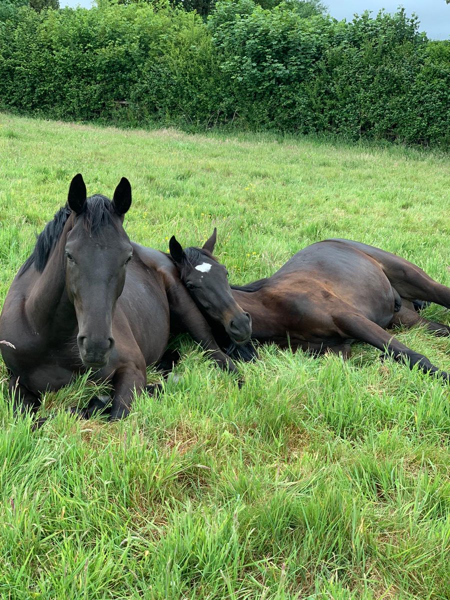 Just look at these abused unhappy racehorses….. #TiggerandBhaloo #StandUpForRacing