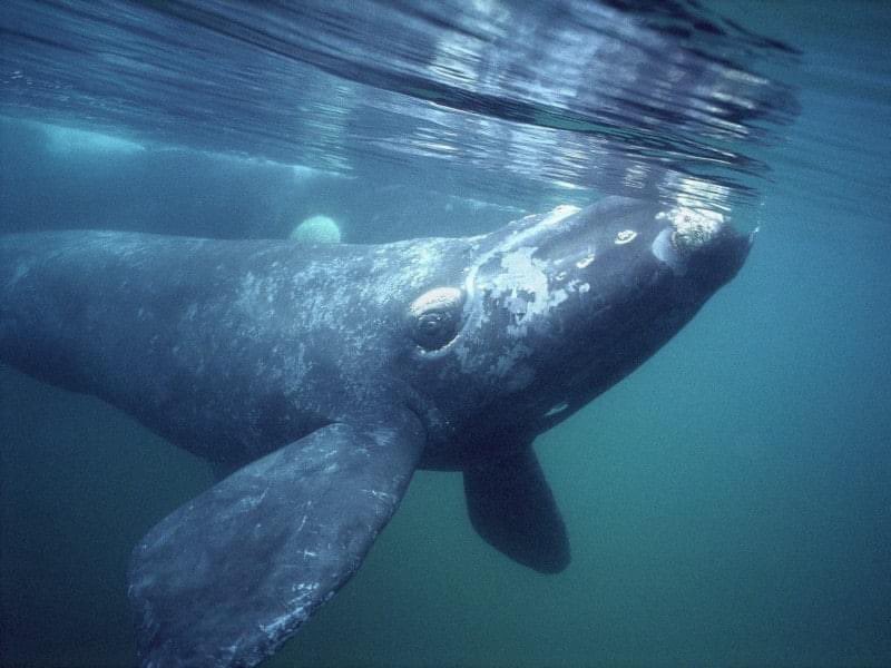 The endangered North Atlantic right whale appears to be the wind industry’s next victim and no professed environmental group like you'd expect (@Greenpeace off the top of most people's heads, or @SierraClub) is coming to their resecue. Why? 
#rightwhale

stopthesethings.com/2022/03/24/end…