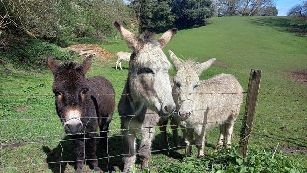 DAY 5...a run from home to Ham Hill via <a href="/montecute/">Nigel Stubbs</a> @odcombe and back to Yeovil. <a href="/chaphousebooks/">Chapter House Books</a> The Donkeys were lovely! <a href="/RotaryGBI/">Rotary GB & Ireland</a> <a href="/rotarysherborne/">Rotary in Sherborne</a> <a href="/Rotary/">Rotary International</a> <a href="/whatsonBridport/">Bridport Events</a> <a href="/weymouthrotary/">Weymouth Rotary</a> <a href="/WellsRotaryClub/">WellsRotaryClub</a> <a href="/TauntonRotary/">Taunton Rotary</a> <a href="/fromerotary/">Frome Rotary</a> <a href="/PoundburyRotary/">Poundbury Rotary Club</a> <a href="/RotaryDorchCast/">CasterbridgeRotary</a>