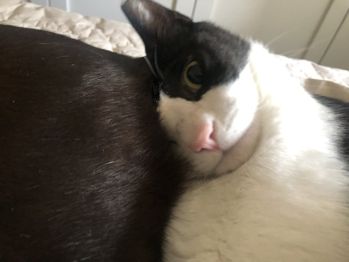 도도다다냥 (@dodo_dadada) on Twitter photo 