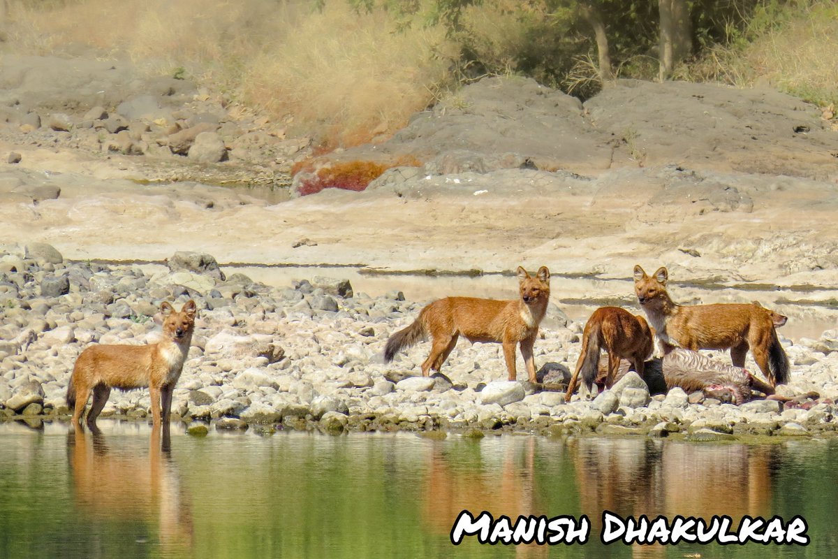 Manish9225's tweet photo. #TheCoreLife
#LifeinWoods
#MelghatTigerReserve
Visit to Shahanur Tourism Complex situated at the base of #NarnalaFort The Land of Tiger and experience gypsy Safari to #Dhargad 
 🐯🧸🐾🦋🌿🦉
You can book Jungle Safari slots on https://t.co/64A9XIIBcN https://t.co/JJcJE44NHQ