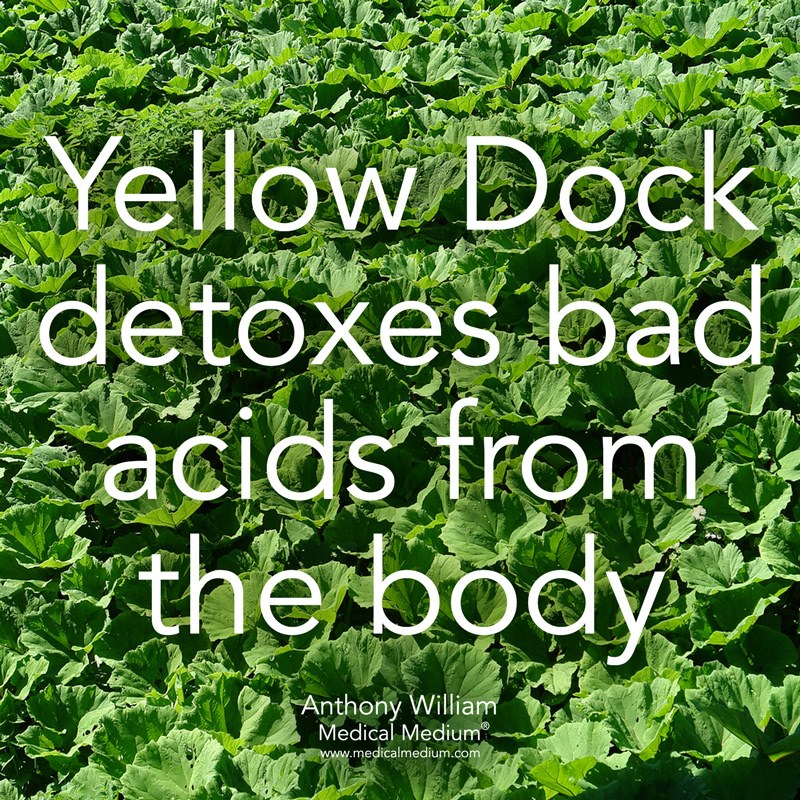 144Health's tweet photo. #YellowDock detoxes bad acids from the body https://t.co/Utt0UuHM0s
