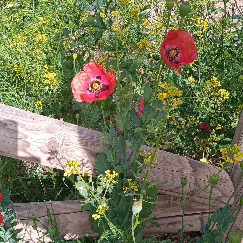 techandlex's tweet photo. We already have poppies! 
 #andalusia #lifestyle #energy #malagaspain #flower https://t.co/lHJnaTnShL https://t.co/kVMx14ZXtZ