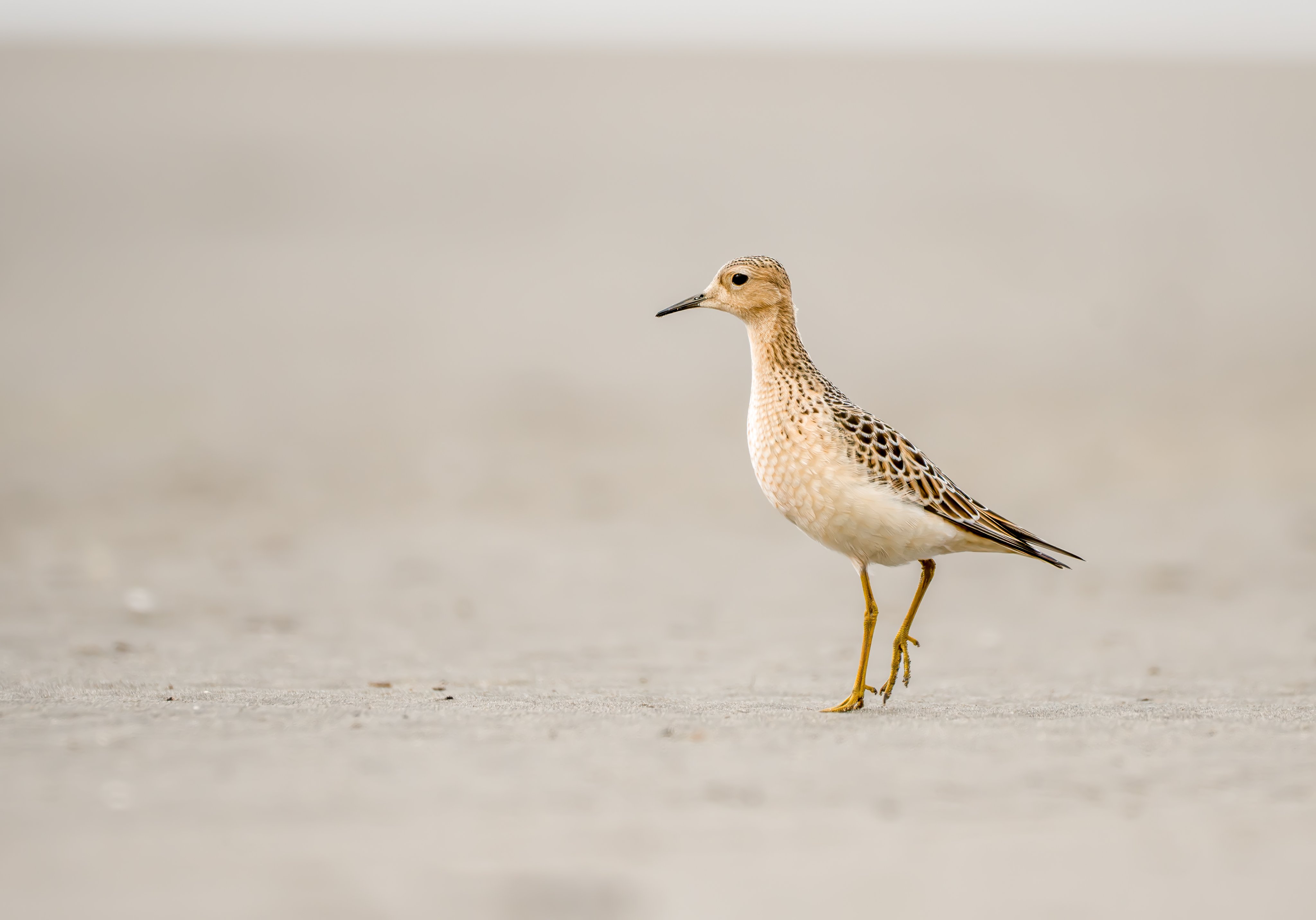 SWAROVSKI OPTIK (SwarovskiOptik) / Twitter