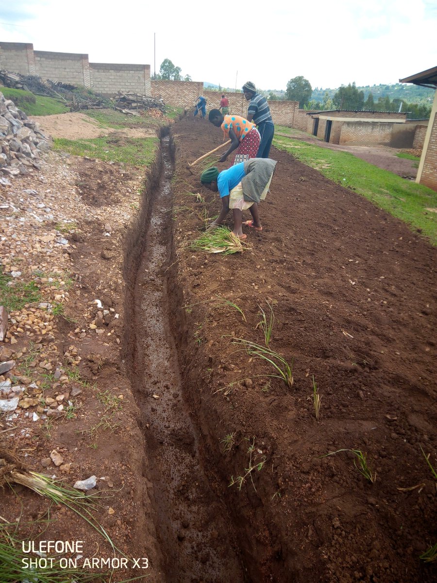 PermacultureRw's tweet photo. Vetiver plants are used to stop soil erosion and protect soil and plants, they are in fact termed as low cost and efficient way for both soil erosion and water conservation.
@PermacultureRw used vetivers at #ESSAVE in @GisagaraDistr 
@misterjones2u 
@REMA_Rwanda https://t.co/JsDfOeuNvS