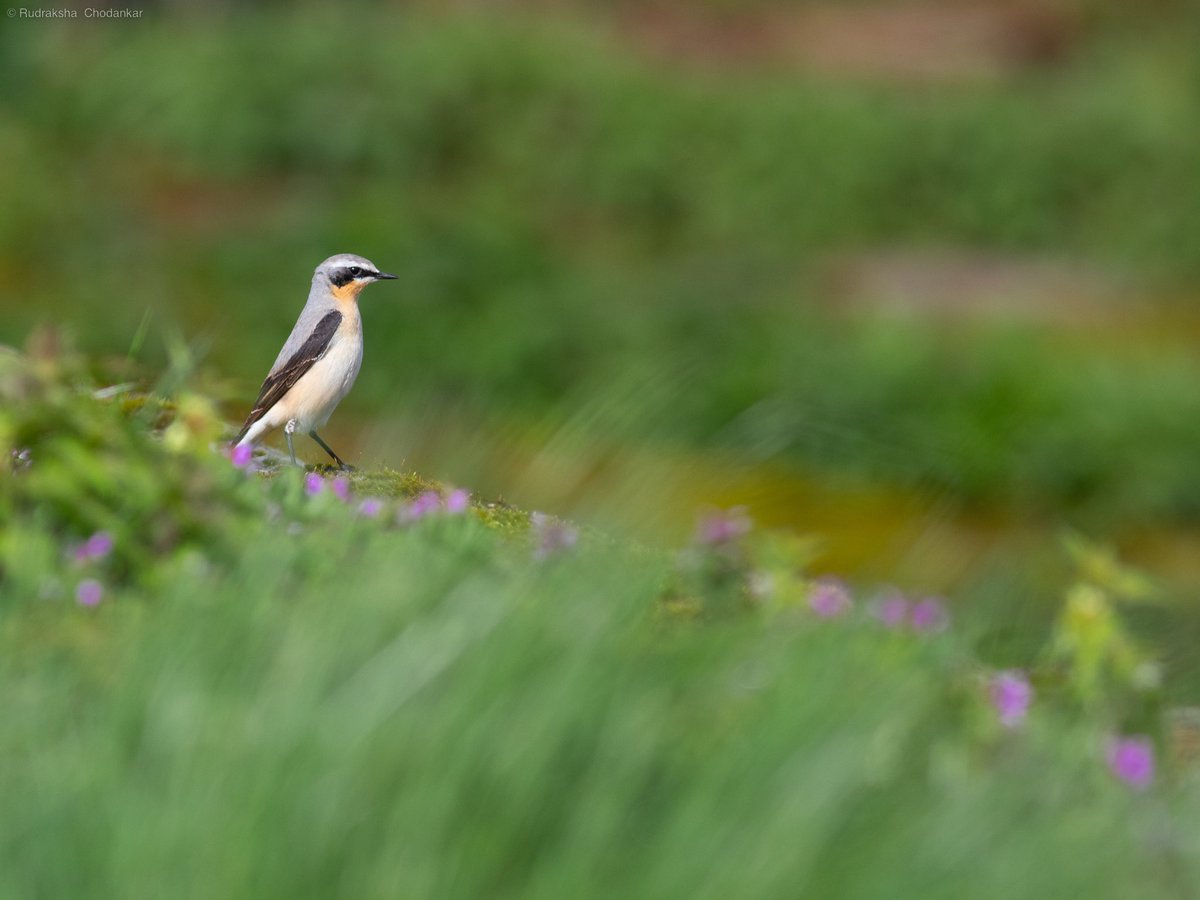 rudraksh9's tweet photo. Some more images of the Wheatears from Sunday at Walthamstow Wetlands. #LondonBirds @E17Wetlands @WildLondon @Natures_Voice @WeLoveE17Marsh @ThePhotoHour #LowCarbonBirding https://t.co/crutfoTaq1