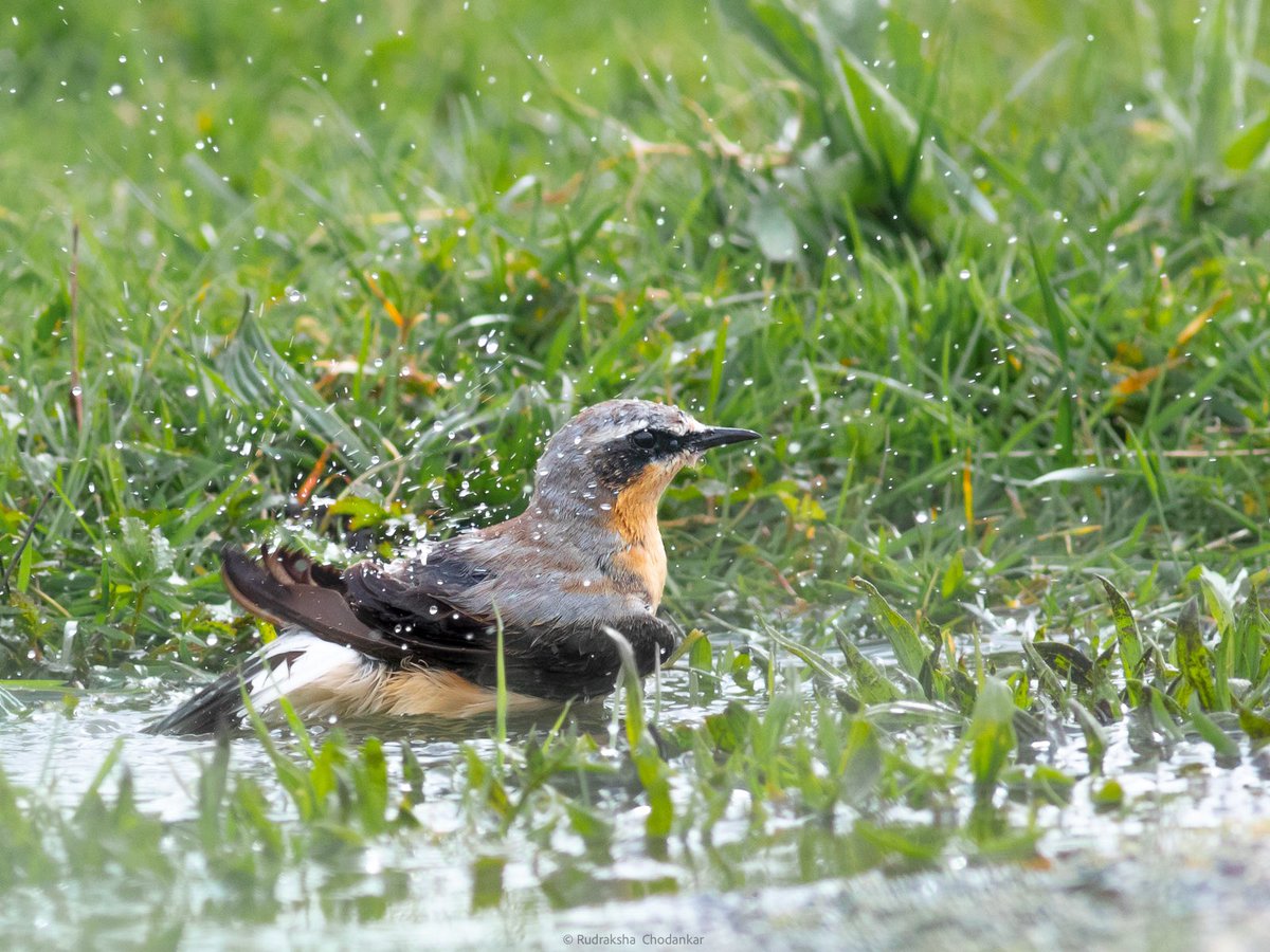 rudraksh9's tweet photo. Some more images of the Wheatears from Sunday at Walthamstow Wetlands. #LondonBirds @E17Wetlands @WildLondon @Natures_Voice @WeLoveE17Marsh @ThePhotoHour #LowCarbonBirding https://t.co/crutfoTaq1