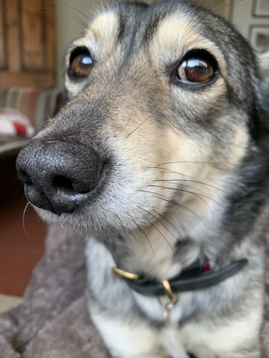 Cowld an windee Wednesday walk an onlee juuuust missed da rain. Haff luffly day paws an peeps 
💕🐾🐕🐾💕