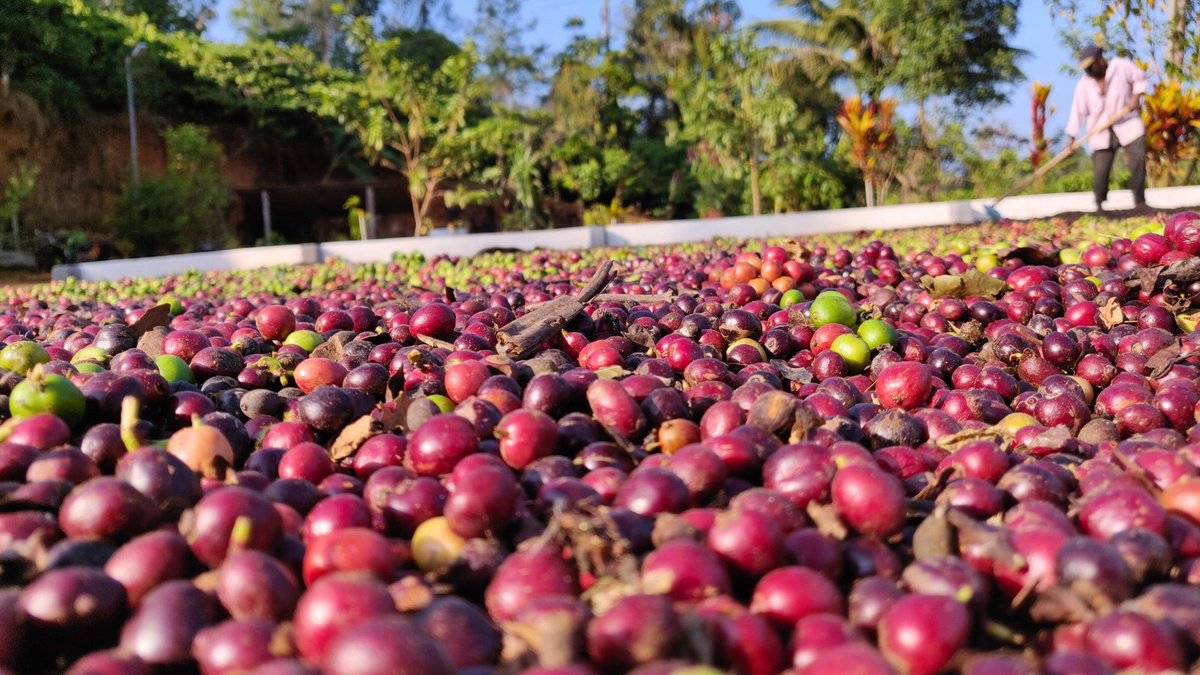 bevarabiauae's tweet image. From bean to brew, our coffee is a product of pure passion and hard work! ☕🌱 Our farmers pour their hearts into growing and harvesting the finest coffee cherries, which are then carefully selected and roasted to perfection. 🌟 
#bevarabia #coffeefarmer #coffeesuppliers