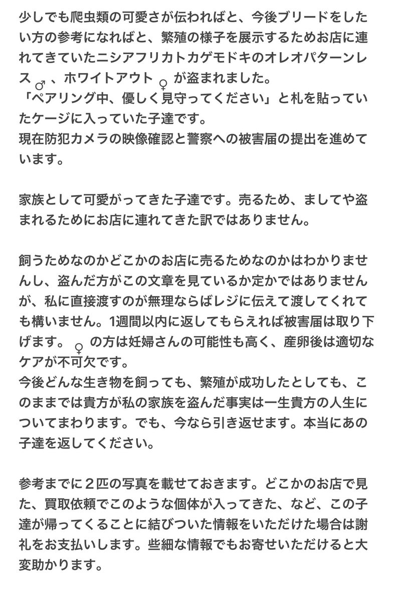 _laboratoryk's tweet photo. 【#拡散希望】
お店で展示していた生体が盗難に遭いました。
家族を返してください。
拡散のご協力お願いいたします。 https://t.co/07ZM5xNWV2