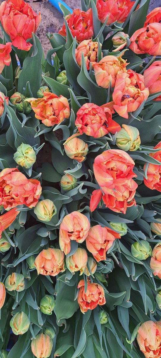 BarbaraGirvan's tweet photo. And we're off.  Seasonal flowers are here, bringing colourful joy to your kitchen table.  Someone should let the weather know it's meant to be spring...work attire would suggest otherwise. #seasonalflowers #slowflowers #sustainable #flowerfarm https://t.co/QaIsLtxep1
