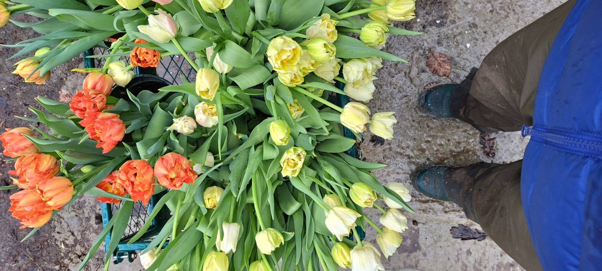 BarbaraGirvan's tweet photo. And we're off.  Seasonal flowers are here, bringing colourful joy to your kitchen table.  Someone should let the weather know it's meant to be spring...work attire would suggest otherwise. #seasonalflowers #slowflowers #sustainable #flowerfarm https://t.co/QaIsLtxep1