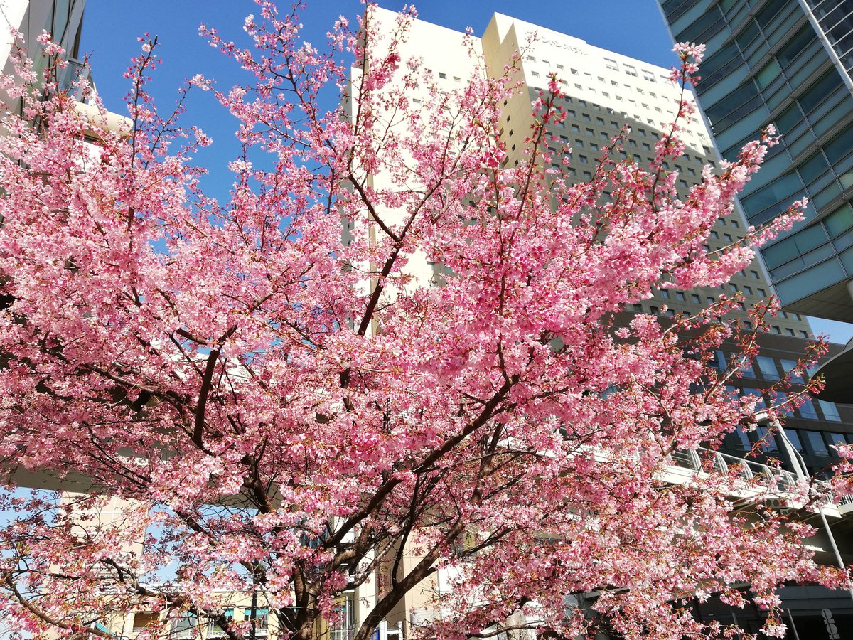 sasamon99's tweet photo. 桜、後の建物はワシントンホテルです。
#ワシントンホテル #桜　#みなとミライ 
#風景 #横浜 #桜木町

Cherry blossoms.
#flower #Cherry #Blossoms
#Landscape #yokohama #MM21 #landmarktower
#japan #Japon #Japão #재팬 #Jepang https://t.co/w6jkYhHabJ