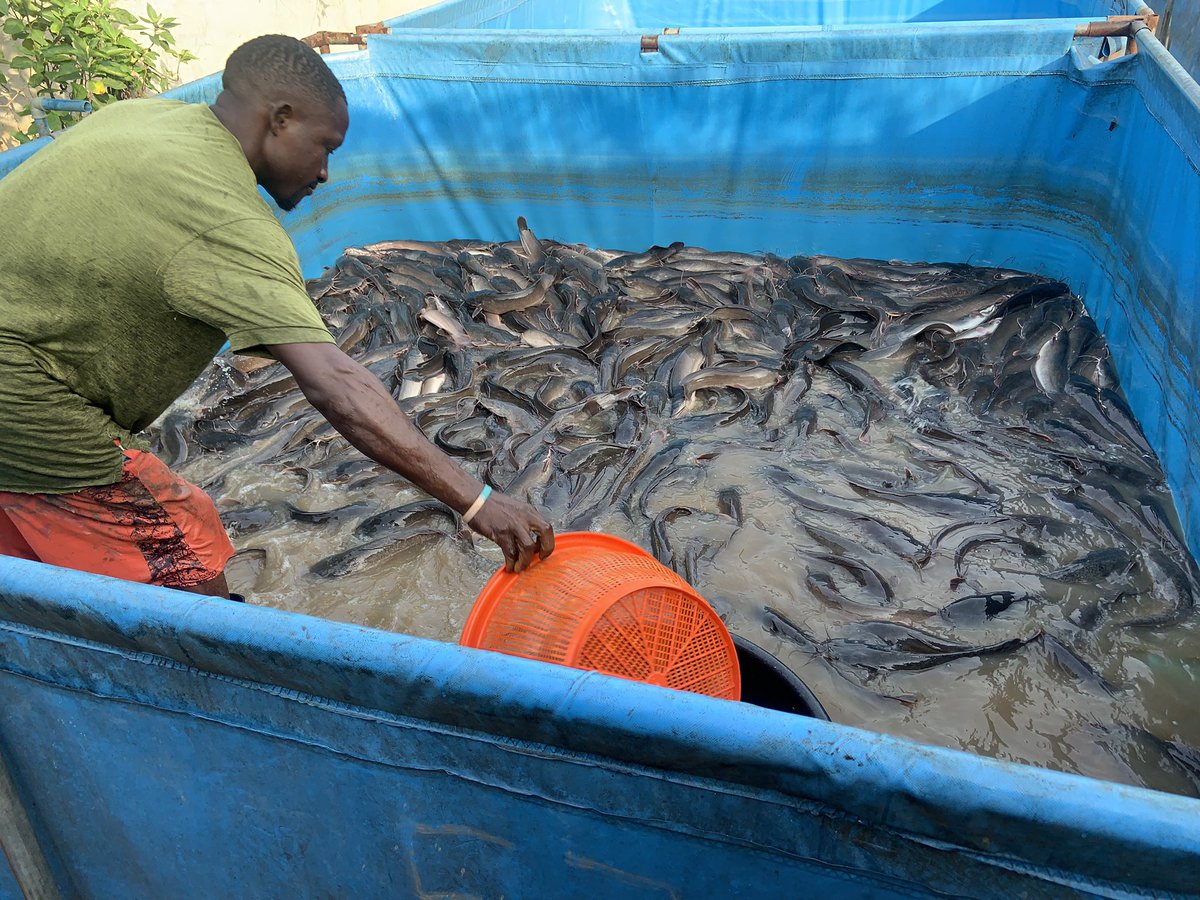 Farmer👩‍🌾 on Twitter "Check out for those starting in Catfish