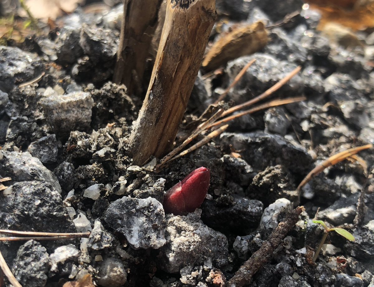 Mokillä kevät on pitemmällä kuin kotona. Mökkitontilla ei ole lunta ollenkaan, kotona vielä kunnon hanki. Pioneista ’Nova’ näyttää ensimmäisenä elonmerkkejä. 
#kevät #pioni #PieniIlonaihe