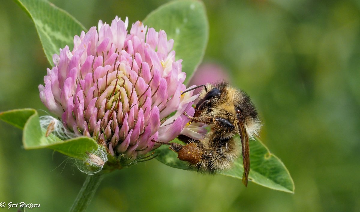 🌱#𝗕𝘂𝗶𝘁𝗲𝗻G𝗲𝘄𝗼𝗼𝗻G𝗿𝗼𝗲𝗻: 𝗱𝗲 𝘇𝗮𝗻𝗱𝗵𝗼𝗺𝗺𝗲𝗹🌱
Als het aan natuurvrijwilliger Gert Huijzers ligt, krijgt de #HoekscheWaard een eigen Zuidas. Een strook waar de #zandhommel 🐝 genoeg voedsel vindt en vrij kan bewegen. ▶️ bit.ly/418OLc8

#biodiversiteit