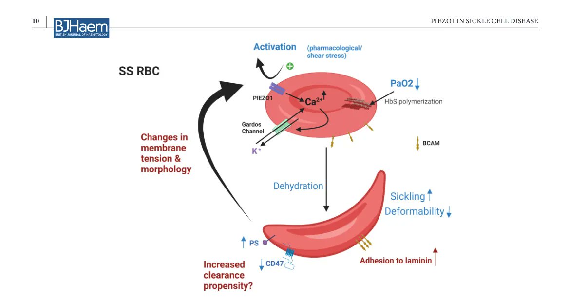 Free to read: Piezo1 activation augments sickling propensity and the adhesive properties of sickle red blood cells in a calcium-dependent manner 
<a href="/ConnesPhilippe/">Connes Philippe</a> <a href="/BritSocHaem/">BSH - Haematology</a> @WileyOnc_Hem 
buff.ly/3MtcJua