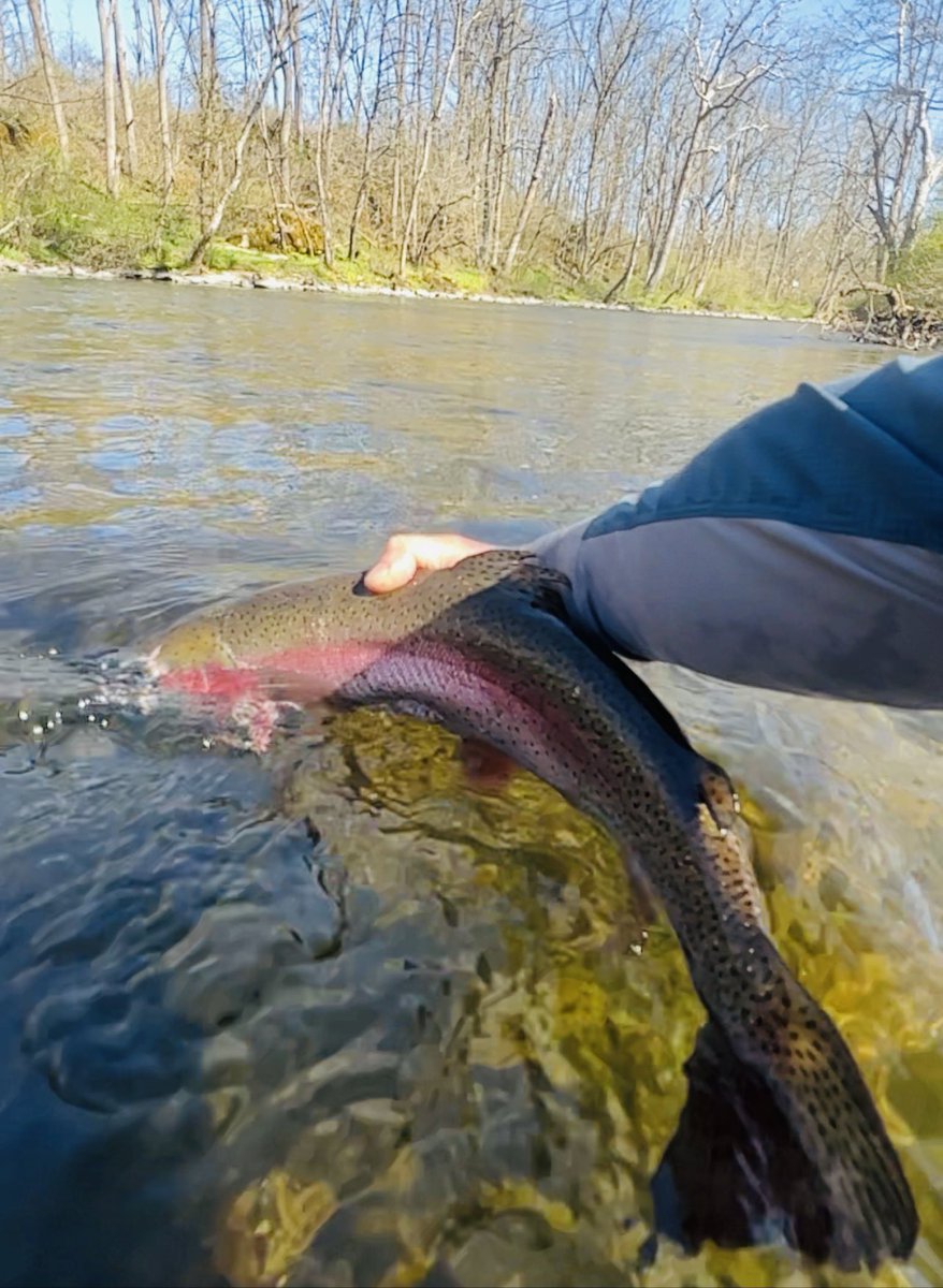 tomsperduto's tweet photo. Fly fishing the caddis hatch here in NJ. 

#flyfishing #catchandrelease #fishing #fishinglife #trout https://t.co/792jpIpKX2