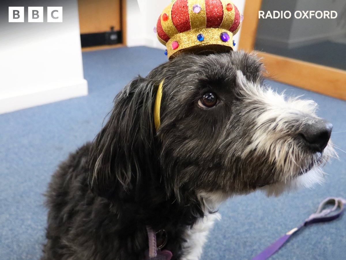 BBCOxford's tweet photo. There was a very regal visitor in the studio with @jameswattuk today! 🐕👑

(Thanks to @HoppingDogCards 🙂) https://t.co/gMofhAVOf3