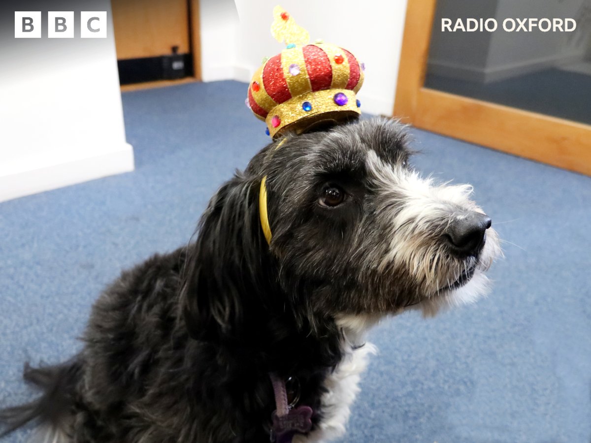 BBCOxford's tweet photo. There was a very regal visitor in the studio with @jameswattuk today! 🐕👑

(Thanks to @HoppingDogCards 🙂) https://t.co/gMofhAVOf3