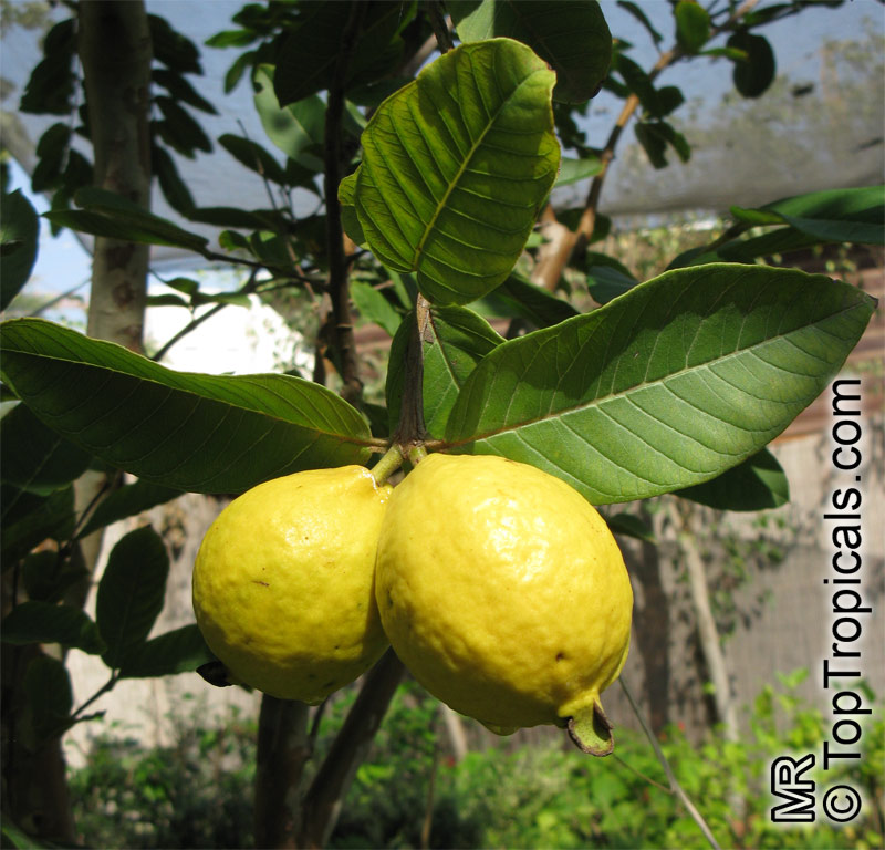 toptropicals's tweet photo. #Psidium guajava - #Guava tree Tikal is an #excellentcultivar with large yellow-skinned fruit and sweet, pink flesh. The tree is very compact, and it makes a fine subject for containers where it can be easily maintained.
https://t.co/8WfPYC5mEB
#exoticfruits
#WednesdayWisdom https://t.co/SiZvApNVrj