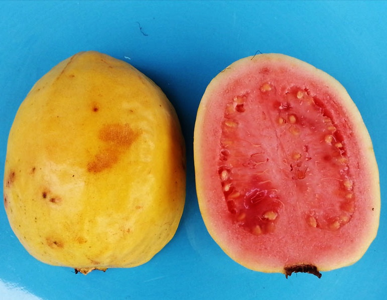 toptropicals's tweet photo. #Psidium guajava - #Guava tree Tikal is an #excellentcultivar with large yellow-skinned fruit and sweet, pink flesh. The tree is very compact, and it makes a fine subject for containers where it can be easily maintained.
https://t.co/8WfPYC5mEB
#exoticfruits
#WednesdayWisdom https://t.co/SiZvApNVrj