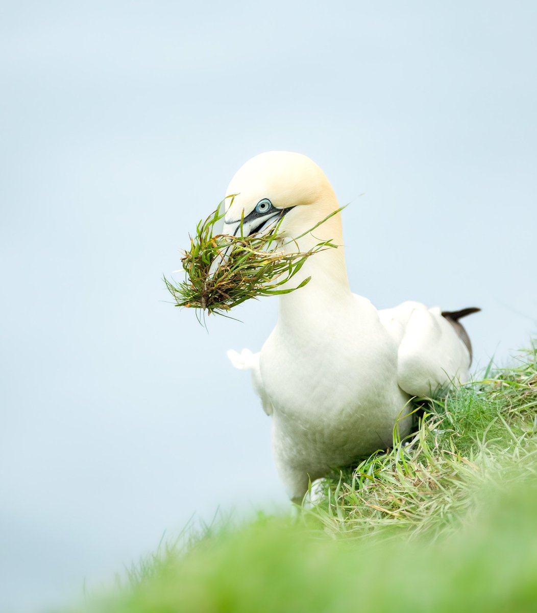 Dan Knight Wildlife Photography & Workshops tweet media