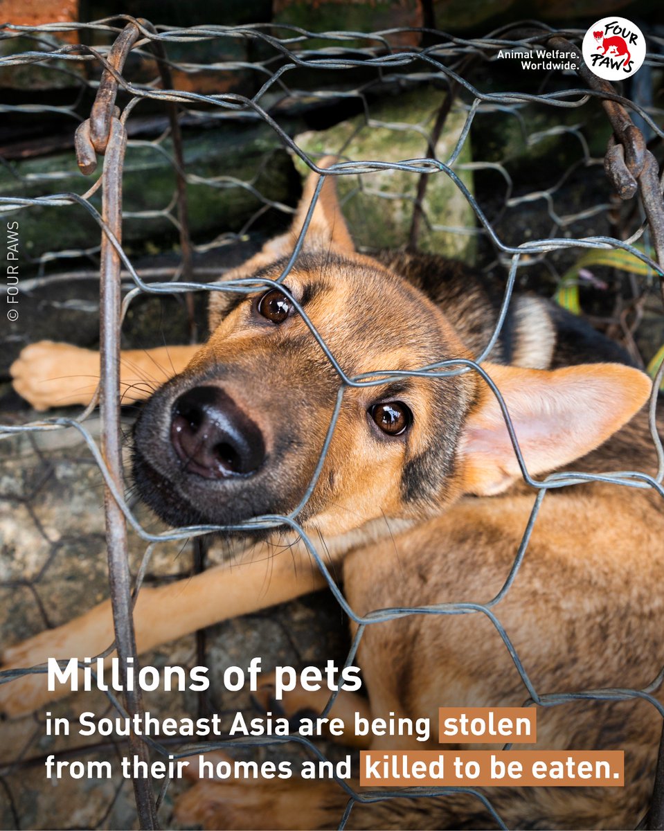 Millions of cats and dogs in Southeast Asia face being stolen from their families to supply the dog and cat meat trade.

Together with <a href="/fourpawsint/">FOUR PAWS International</a> I'm asking your help to #ProtectMillions. Help us reach 2 million signatures and end this cruel trade 👇

fourpawsusa.org/get-involved/p…