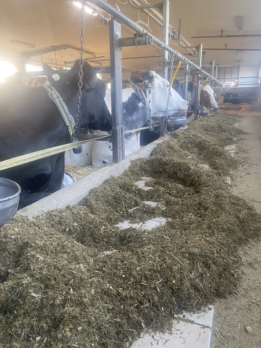 Rise &amp; Shine ✨
Milked, fed, &amp; bedded all before my workday begins 😊