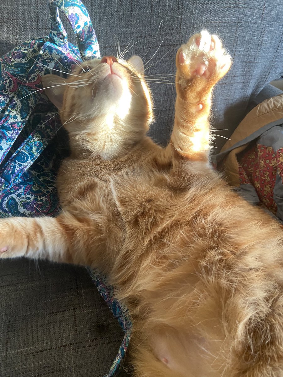 my sweet baby leo 💛