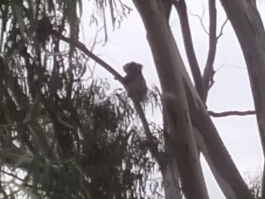 TimCurran8's tweet image. After spending a total of seven weeks over the last several months around Gunnedah on the #Liverpoolplains, and searching high and low for them, I finally saw a #koala! 

Thanks to Angela Baker, for spotting it at her go-to location on Nea Siding Rd.