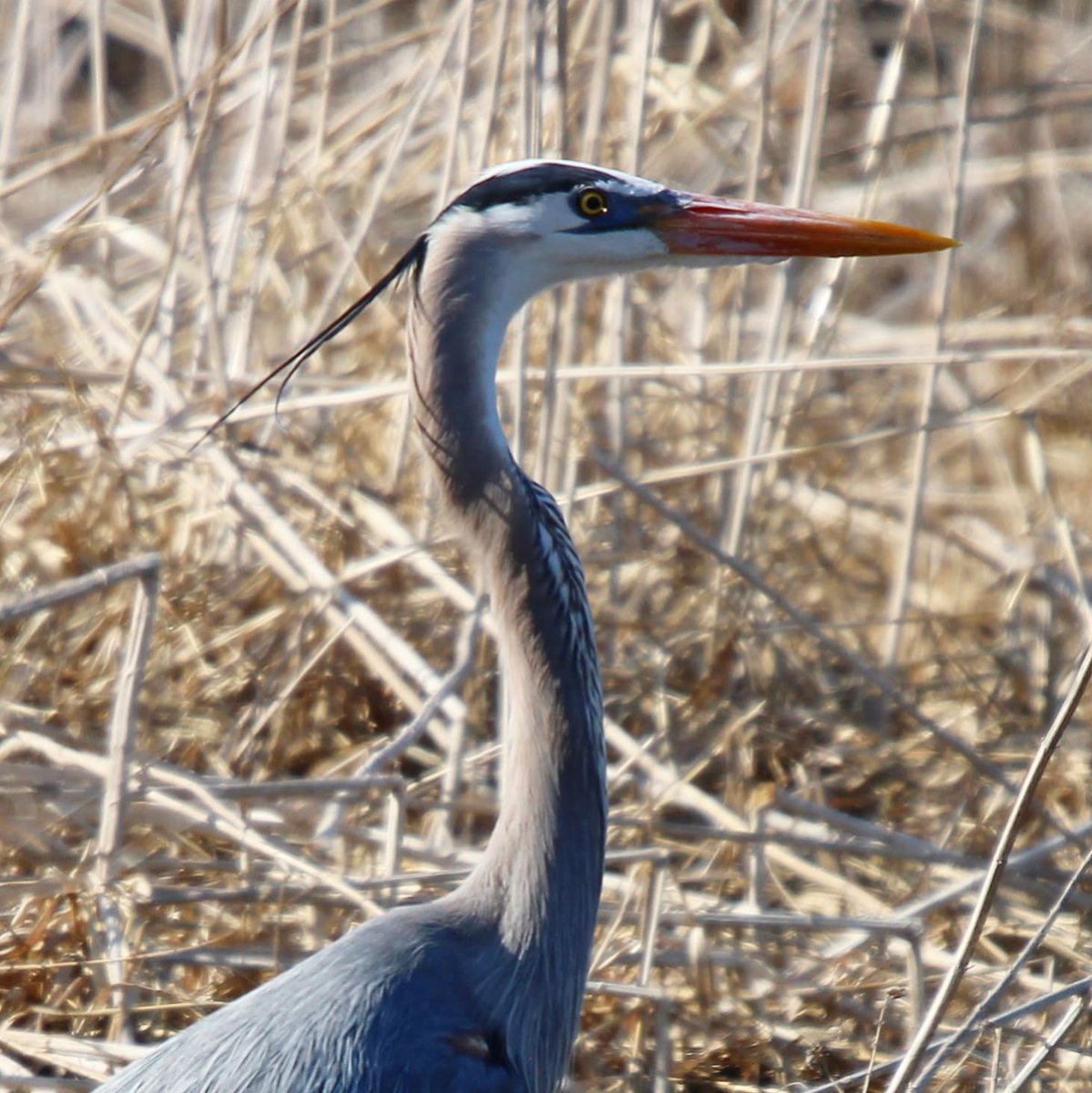 FeathTreasury's tweet photo. Great Blue Heron 

04-11-2023

#greatblueheron #heron #springbirding #birdsofminnesota #minnesota #birds #birdphotography #featherytreasury #mnbirds #birdpics #canon #canonphotography #canonrebelt7 #sigmalens #bird_lovers #birdwatching #bird_brilliance #bird_captures #birding https://t.co/UkForxdchL