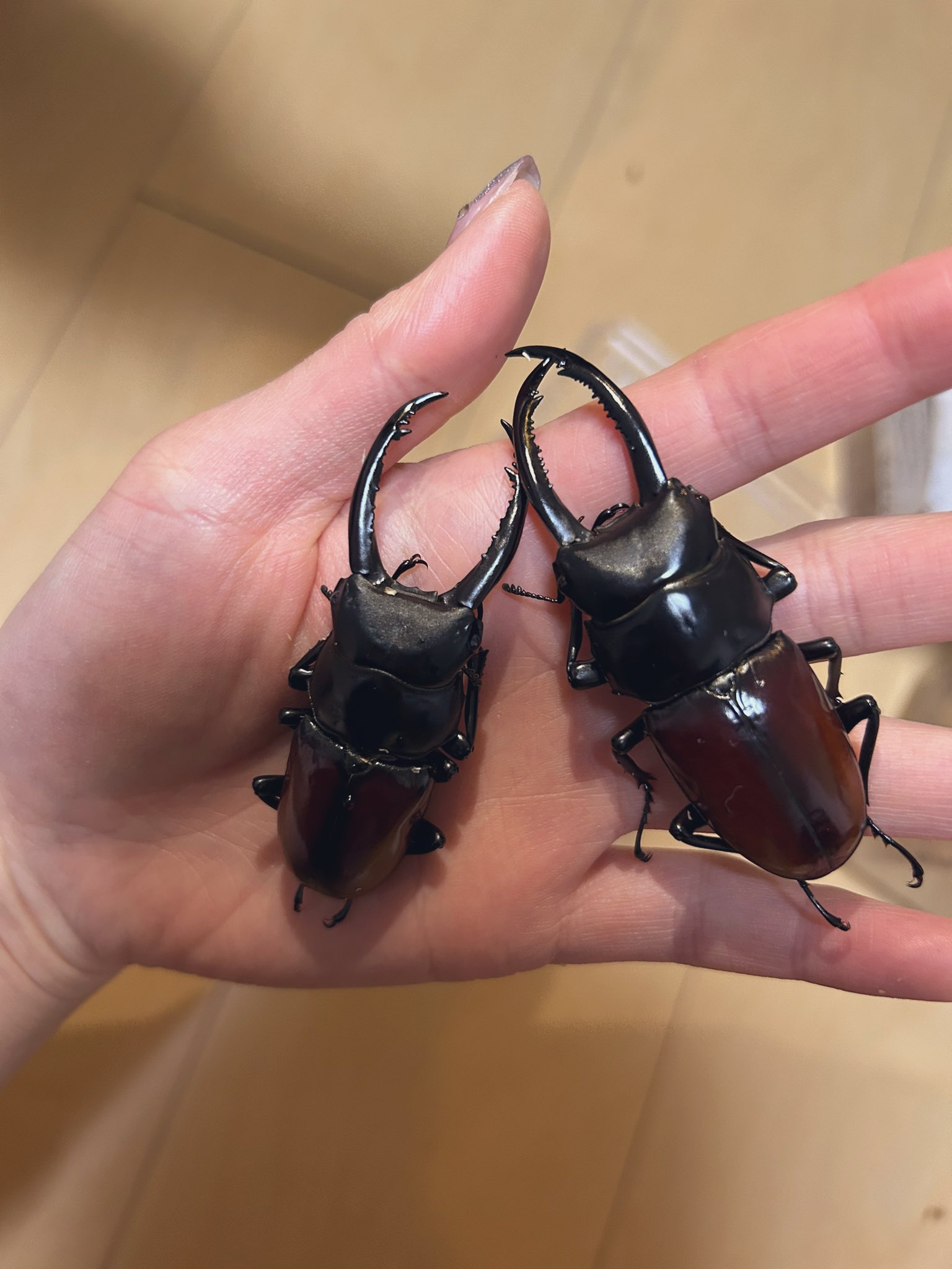 グランディスオオクワガタ 88．2mmペア グランディス