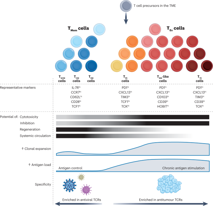 Nature Reviews Cancer tweet media
