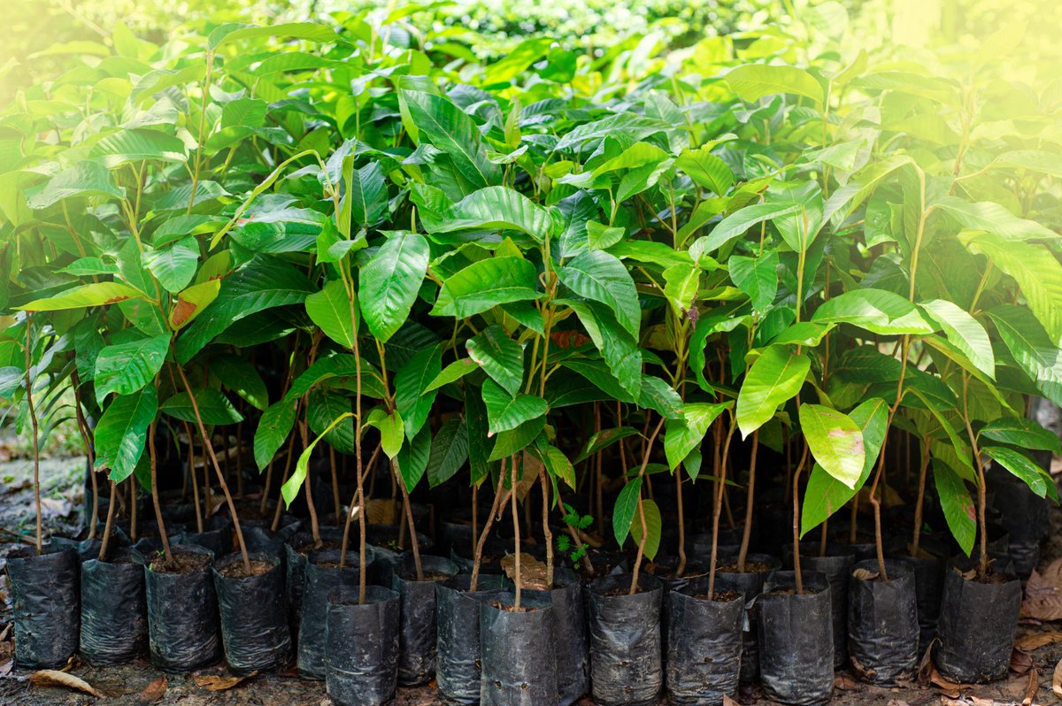 GreenLabBiotech's tweet photo. Los árboles producidos con la tecnología in vitro son más robustos, resistentes a las enfermedades y se adaptan más fácilmente cuando se colocan en el suelo.
Conéctate con nosotros en https://t.co/GW9DzTgoxB
#GreenLabBiotech #Reforestación #Panamá https://t.co/AVcZBpa6H1