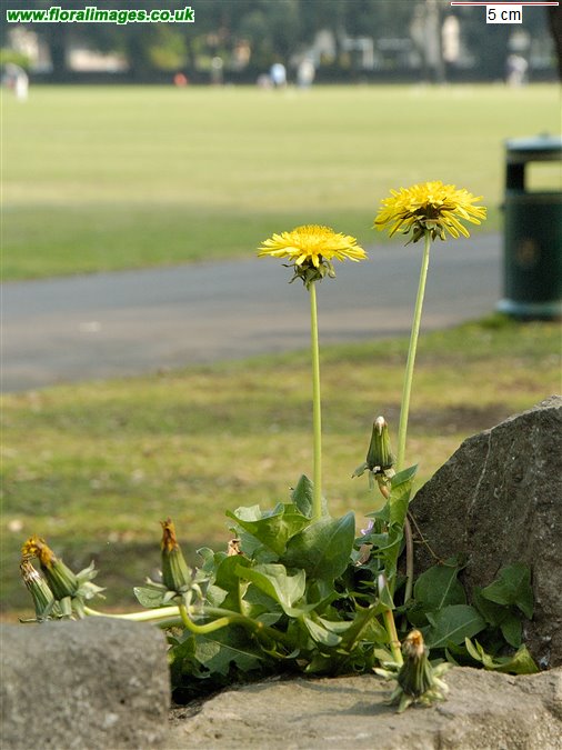 Aren't dandelions fab? 
Where's the most unusual place you've spotted one growing? Biggest you've seen? 
Have you noticed an abundance in your area this month? 
Reply👇& let us know!
We're following @wildlifetrusts & @The_RHS's #WildAboutGardens campaign:  wildaboutgardens.org.uk