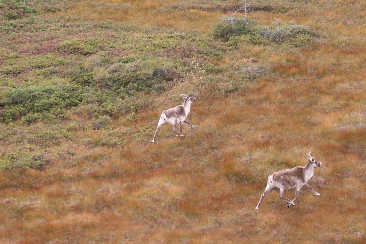 nl_WERAC's tweet photo. Protecting our wildlife starts with preserving their habitats. This #NationalWildlifeWeek , let's celebrate by advocating for the conservation of habitats in #NewfoundlandandLabrador and the implementation of the Protected Areas Plan. #HomeforNature https://t.co/HcZ42k2rvw