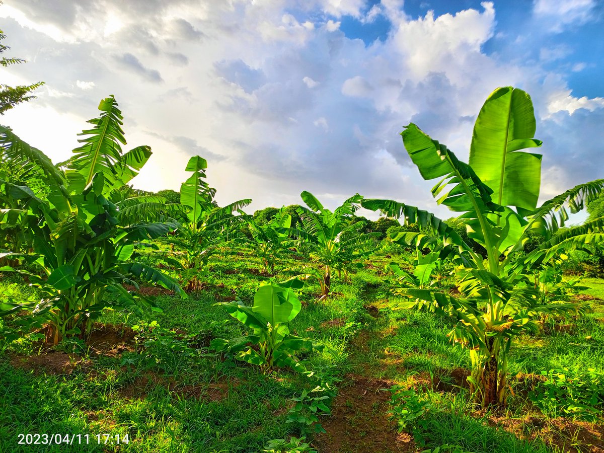 Evening greetings from KKZIWANIFARM #Garissa. 

6Month Old BabyJubaa