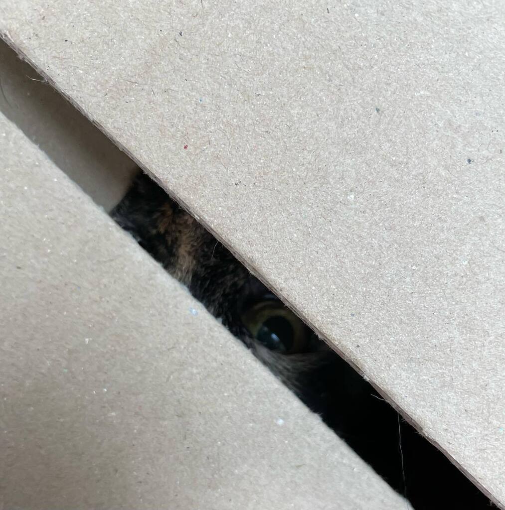 BeeRocks4's tweet photo. Luna est pas mal blague de répétition… ça va être long…
#demenagement #chatsurprise https://t.co/2gKdsjF9B6 https://t.co/VbblCbsQad