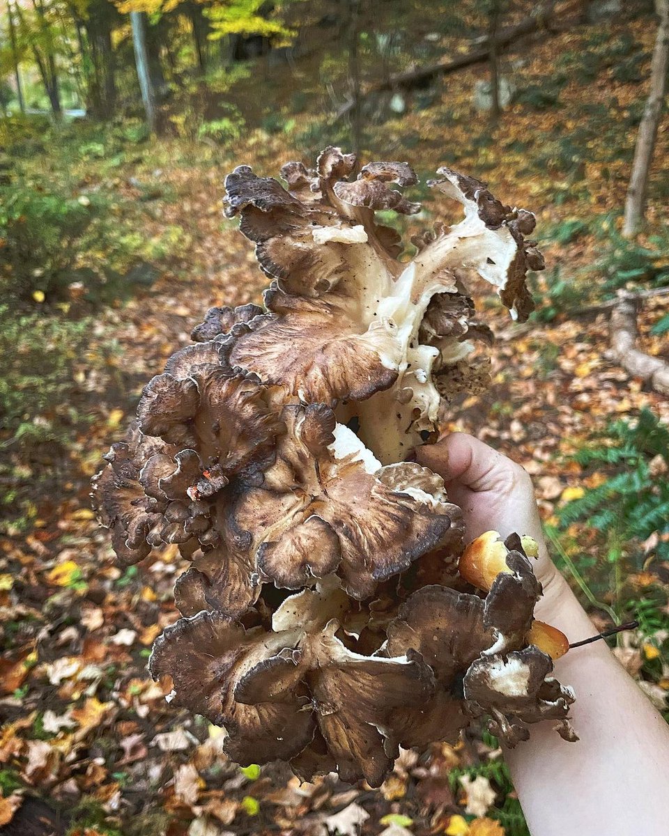MushroomHClub's tweet photo. What happens https://t.co/DmSfPMbZoB