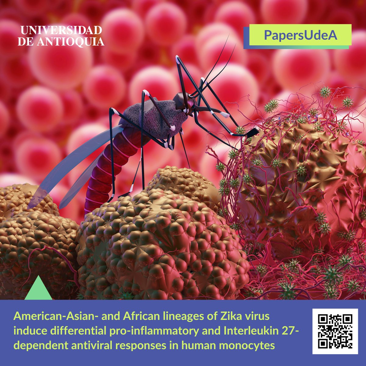 #PapersUdeA - 🦟 ZIKV Puerto Rico induced greater proinflammatory response and IL27-dependent antiviral activity than ZIKV Nigeria. 🔬 Monocytes were also more susceptible to infection with ZIKV from Colombia than with ZIKV from Dakar. 👉 More at: bit.ly/3o2zE57