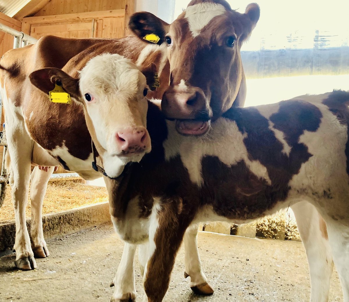Die EFSA empfiehlt, das Kälbchen bei der Milchkuh zu lassen 🐮🍀

Bei der Dauer sind wir der Ansicht, dass Milchkuh und Kalb mehrere Monate zusammen sein sollten 🐮🐮