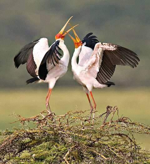 MstSafaris's tweet photo. https://t.co/OIBafZM26w