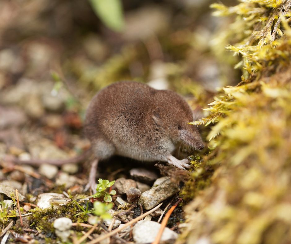 We're on the lookout for the Greater-White Toothed shrew, and we need your help! 🙌 Our Searching For Shrews Project helps us to monitor the distribution of small mammal populations in Great Britain 🐭 Learn how you can get involved here 👉 bit.ly/3mc3y6A